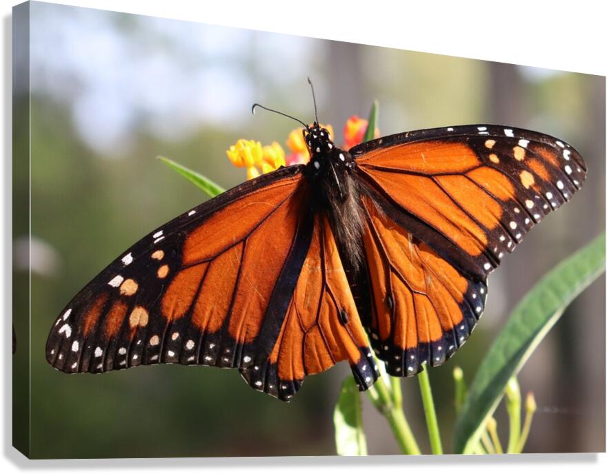 Butterfly Canvas Print