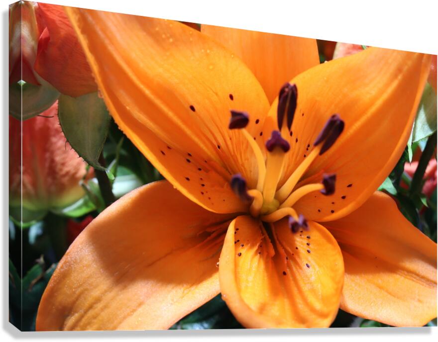 IMG 0883 Canvas Print