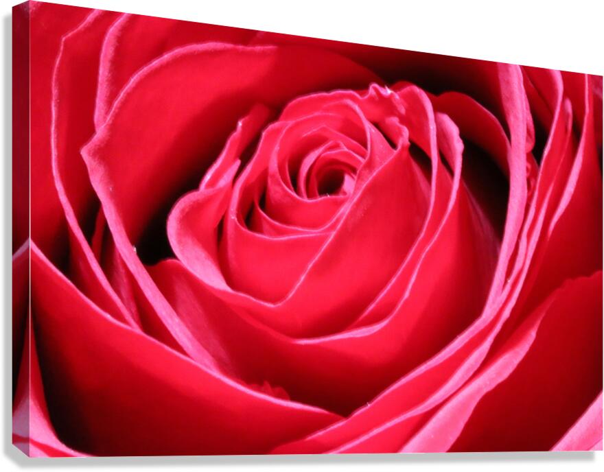 Rose 0202 Canvas Print