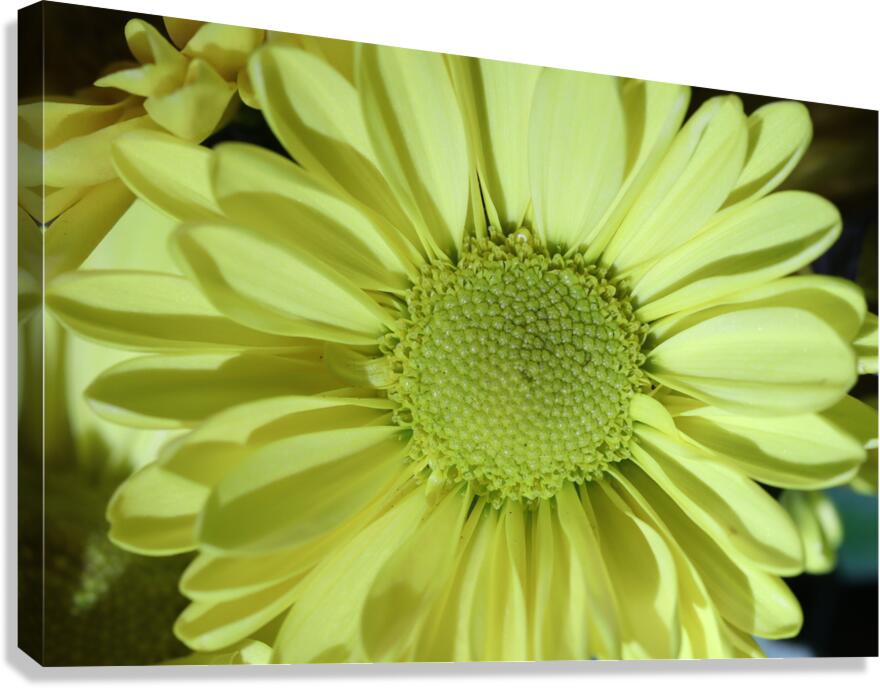 IMG 2384 Canvas Print