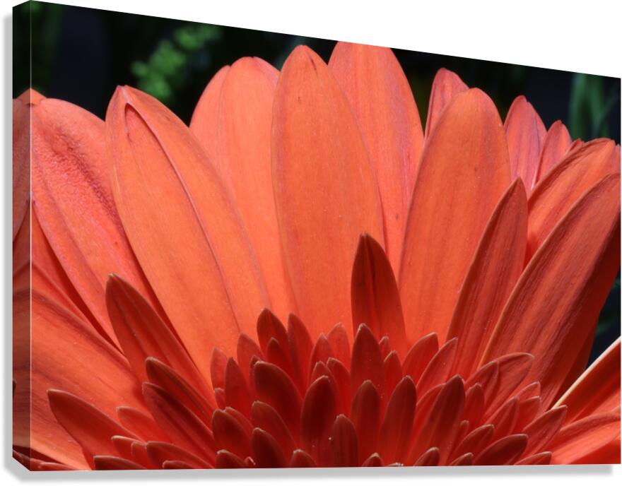 IMG 0783 Canvas Print