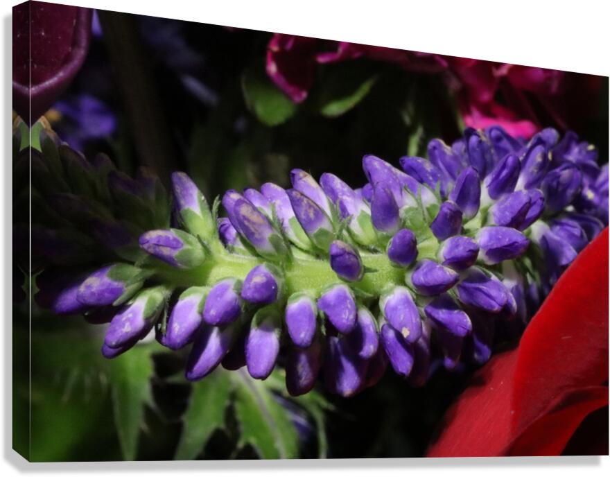 IMG 0220 Canvas Print
