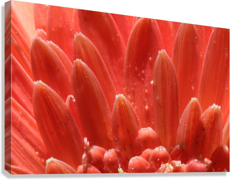 IMG 0799 Canvas Print