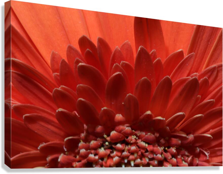 IMG 0779 Canvas Print