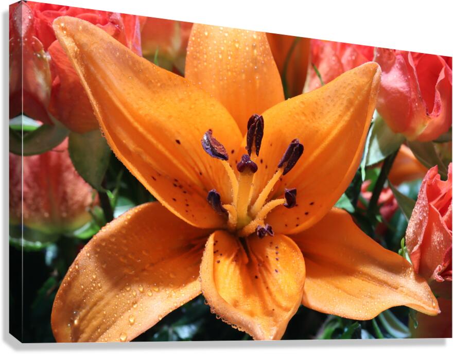 IMG 0887 Canvas Print
