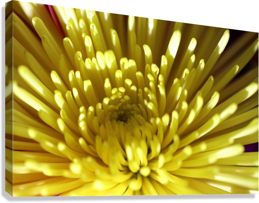 IMG 2001 Canvas Print