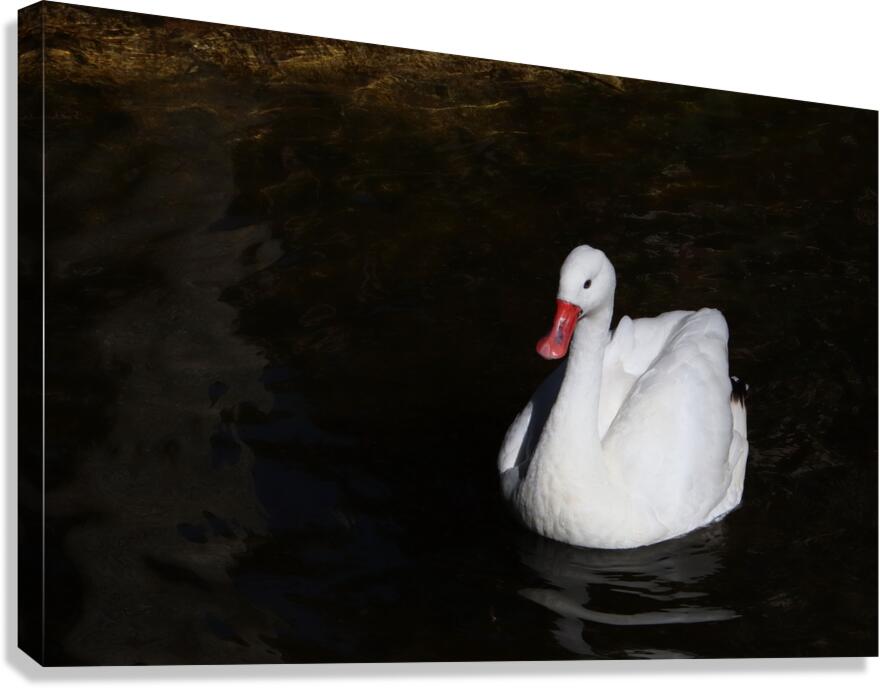Swan 1037E Canvas Print