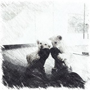 Playful white lion cubs