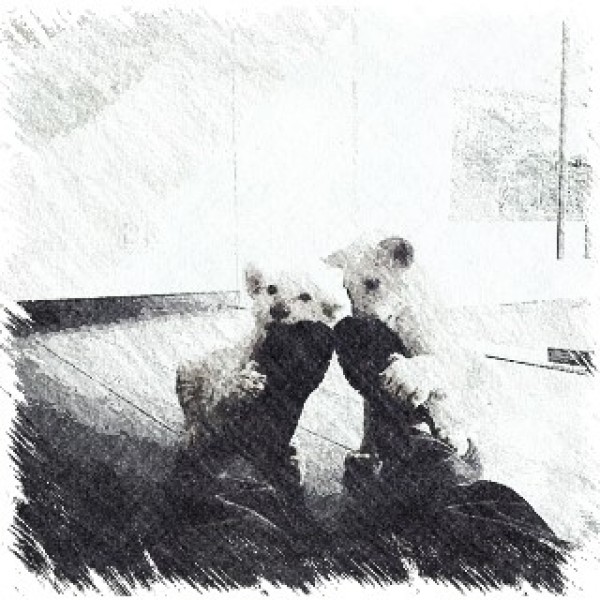 Playful white lion cubs Print