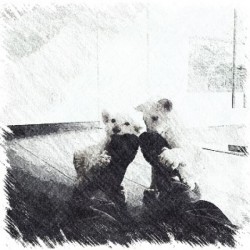 Playful white lion cubs