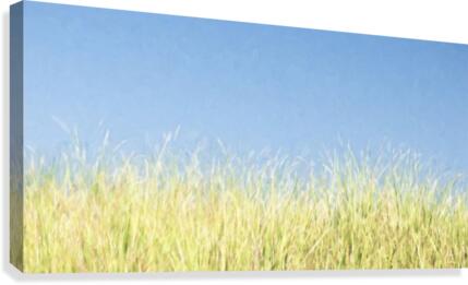 Dune Grass  Canvas Print