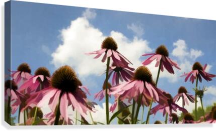 Coneflowers Canvas Print