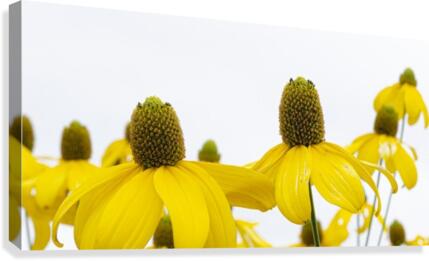 Sunshine Panorama Canvas Print