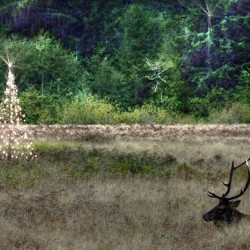 Christmas Elk