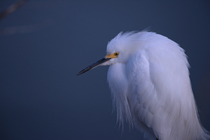 Egret