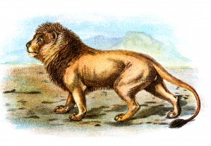 Vintage Lion_OSG