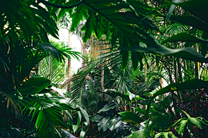 Jungle Beautiful Green Leaves