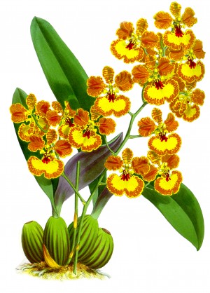  Vintage Yellow Orange Orchid Flower_OSG
