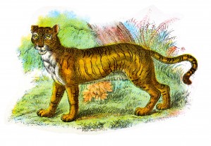 Vintage Liger_OSG
