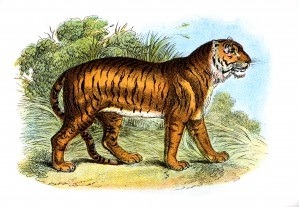 Vintage Tiger Illustraion_OSG