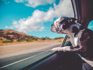 Boston Terrier Dog 