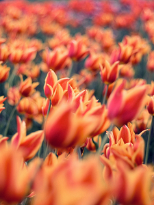 Orange Tulips at the Tulip Festival