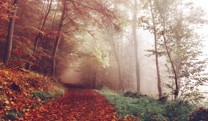 Autumn Foggy Woods