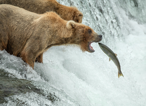 Brown Bear Catching Salmon