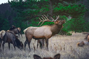 Brown Moose