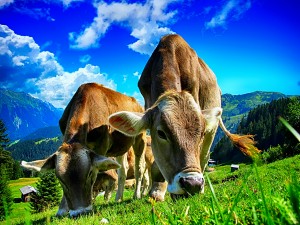 COWS_OSG