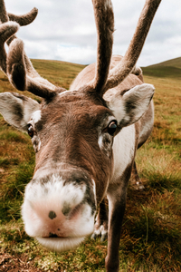 Deer Close Up