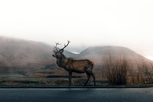 Elk
