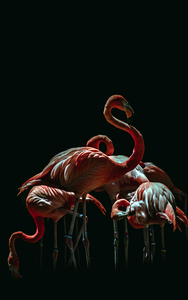 Flamingo In Dark Background Art Photography