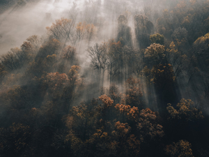 Forest Light Ray