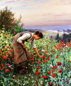 Girl Picking Poppies_OSG