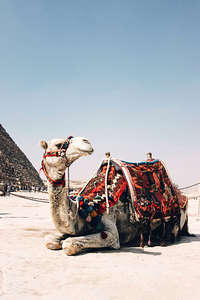 Camels At Giza Egypt Pyramid