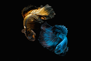 Gold And Blue Fish In Balance