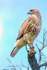 Hawk Buzzard Bird