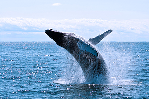 Humpback whale in Action