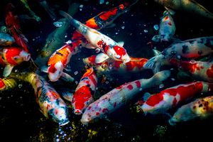 Koi Fish In The Pond