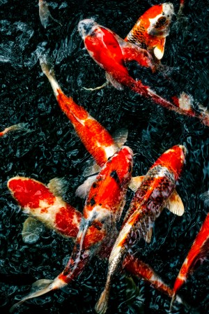 Koi Fish