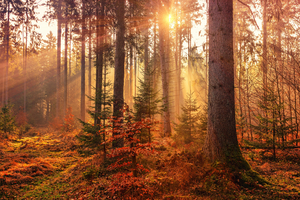 Sunset In The Woods