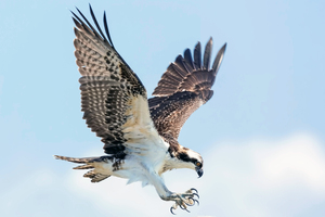 Osprey Sea Hawk Bird