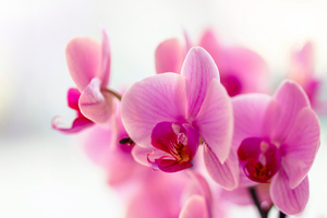 Pink Moth Orchid Flower