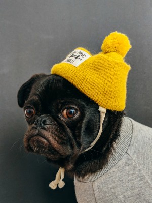 Pug With A Yellow Bonnet