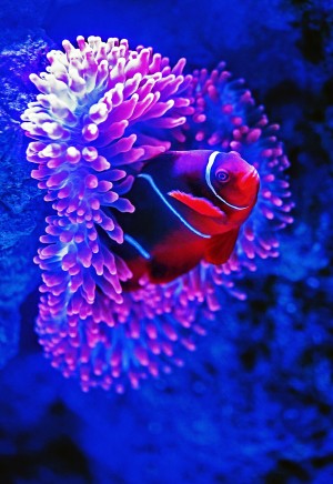 Red Clown Fish_OSG