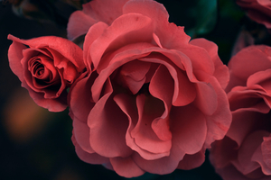 Red Rose
