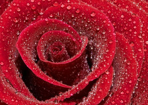 Red Rose Flower Dew