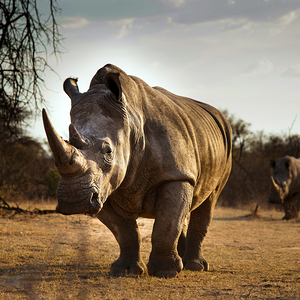 Rhinocerous
