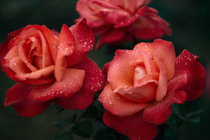 Roses Are Red 